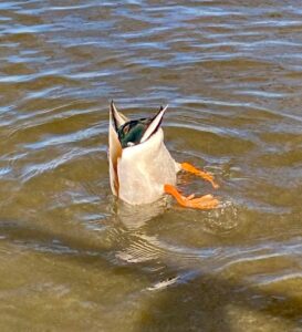 Bottoms Up! - Louise Gallagher