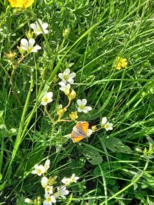 Butterfly in meadow - Ann Mummery