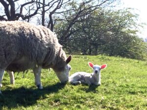 Cute Lamb - Lesley Parkinson