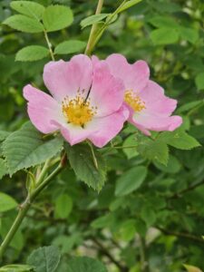 Dog Rose - Sue Gilmore