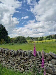 Foxgloves near Taddington - Ann Mummery
