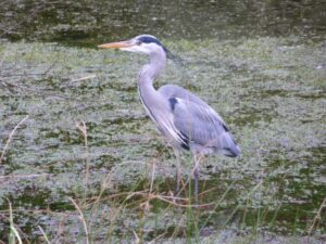 Grey Heron Brabyns Park - Nicholas Lucas