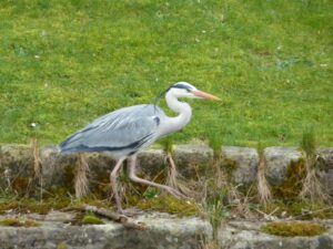 Grey Heron Macclesfield Canal - Nicholas Lucas