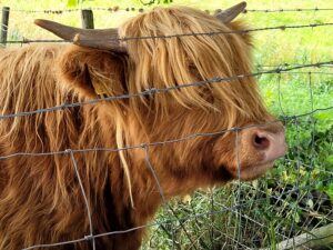 Highland Beatnik - Jacqui Airey