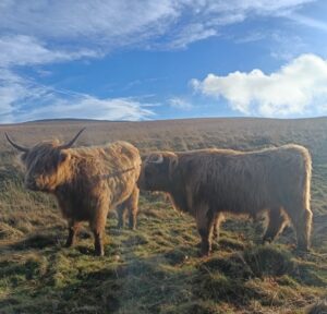 Highland Cows – Lyme Park