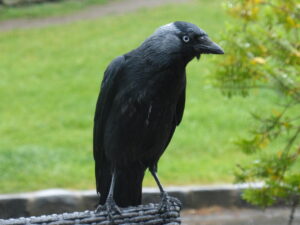 Jack? Jack? - Kath Fleet