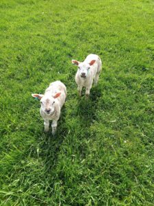 Lambs in Limestone country