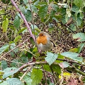 Let me sing for you - Louise Gallagher