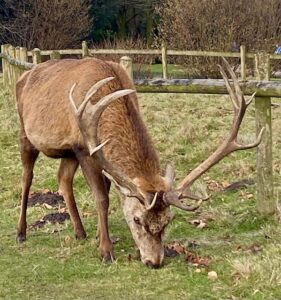 Majestic - Louise Gallagher