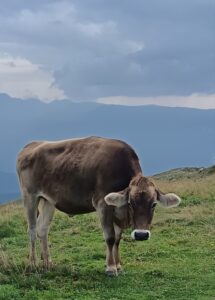 Malcesine Cow – Lake Garda No1 - Sharon Barry