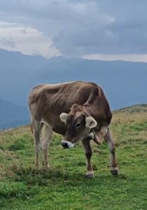 Malcesine Cow – Lake Garda No2 - Sharon Barry