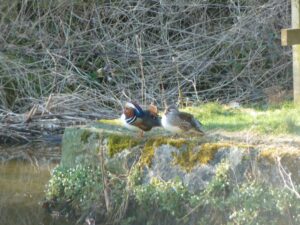 Mandarin ducks Brabyns Park - Nicholas Lucas