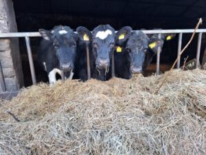 Moooove along please - Trevor Lush