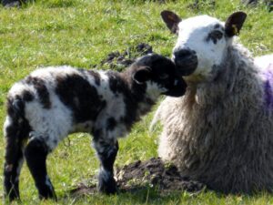 Mother Love - Kath Fleet