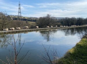 No ewe turn - Monica Martin