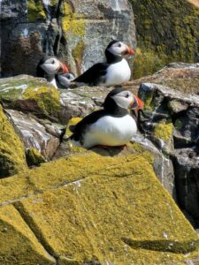 On the rocks - Sue Gilmore