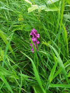 Orchid - Ann Mummery