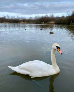 Peaceful - Louise Gallagher