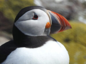 Puffin - Sue Gilmore