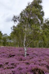 Purple Heather - Kath Fleet