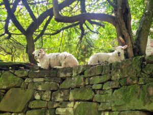 Sheep spies - Jacqui Airey