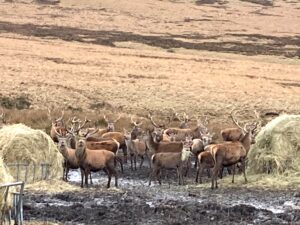 Stags - Lesley Parkinson