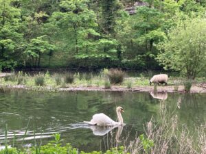 Swan and Sheep Lesley Parkinson