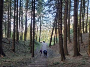 Tall trees in Macclesfield Forest - Jacqui Airey