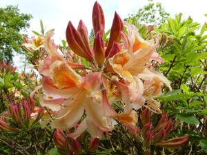 Tatton Azalea - Kath Fleet
