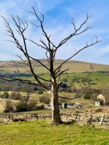 Waiting for Spring - Louise Gallagher