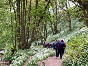 Wild Garlic - Lesley Parkinson