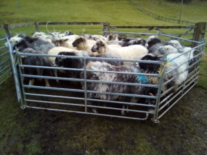 Wool gathering - Richard Mclean