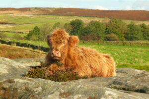 Young Bull - George Wood