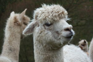 Alpacas