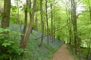 Bluebells