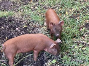 Brown Pigs