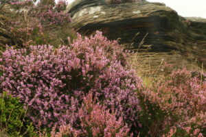 Curbar heather