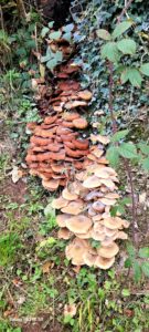 Funghi galore