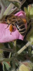 Getting the nectar