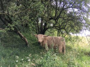Highland Cow
