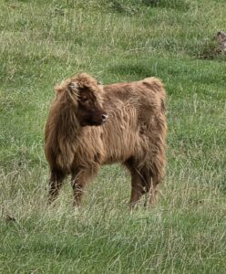 Highland calf