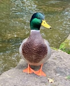 Its a ducks life