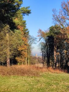 Lyme Cage