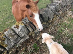 Milo meets Mare