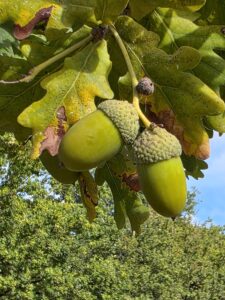 Natures bounty