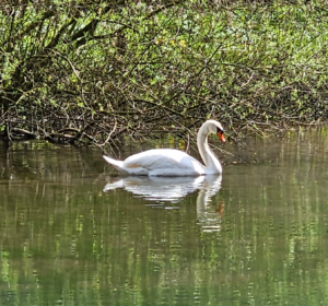 On reflection