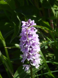Orchid
