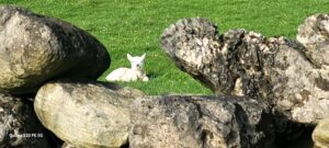 Peekaboo 2