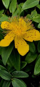 Rose of Sharon