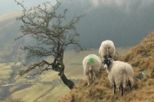 Sheep